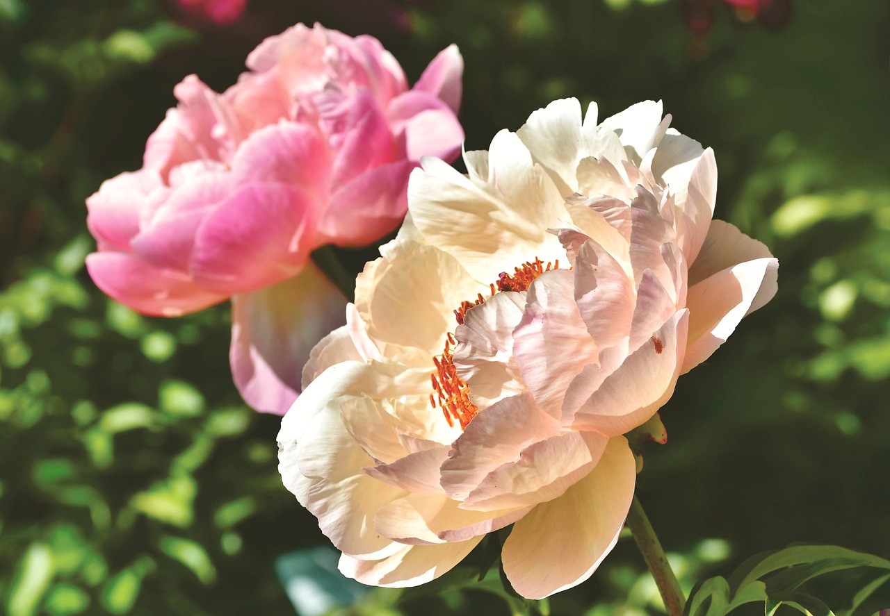 Tolles Pfingstfest für unsere Turnierpaare